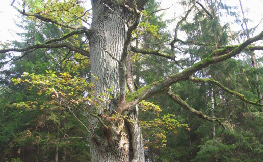 8_Zuikiškės ąžuolas2_r1.jpg